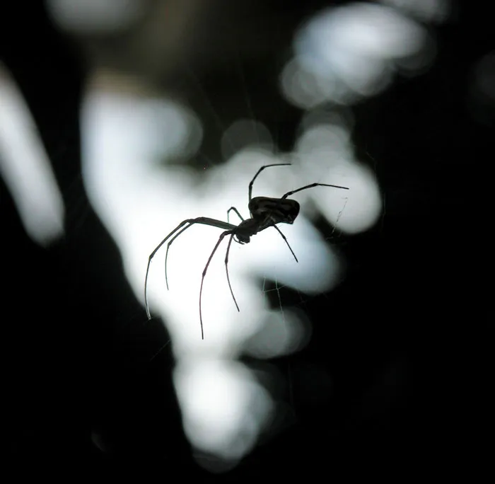 Spiders