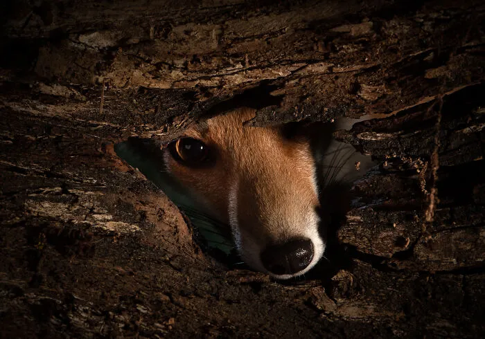 Peekaboo