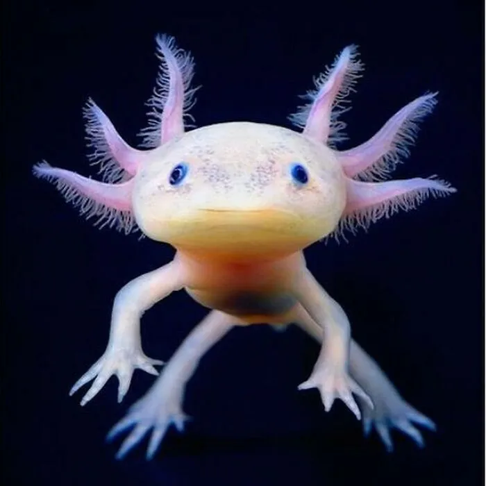 La salamandra mexicana (Ajolote) o pez andante mexicano, es una salamandra neoténica, estrechamente relacionada con la salamandra tigre