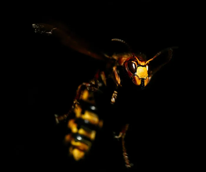 Wasps