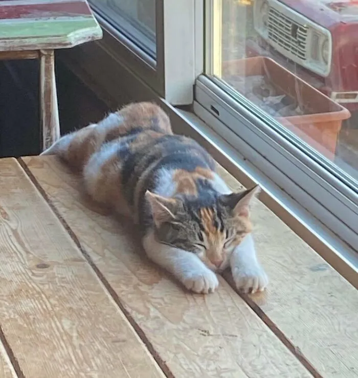 Flatt Kitteh Maizie