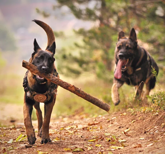 Dogs