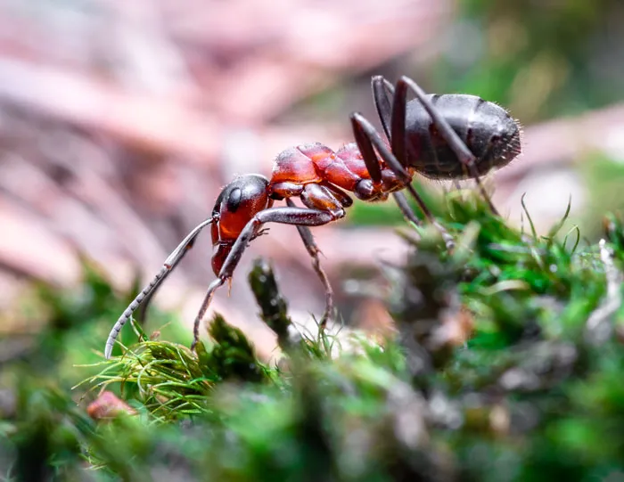 Ants