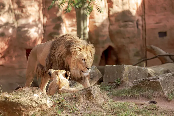 Lion relaxing in solitude at the zoo, perfect inspiration for enjoying some me time.