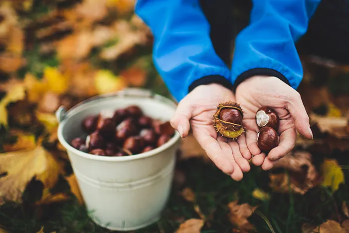 Person enjoying me time, holding chestnuts with a bucket nearby, surrounded by autumn leaves.