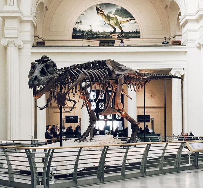 Dinosaur bones exhibit in a museum, ideal solo activity for "me time."