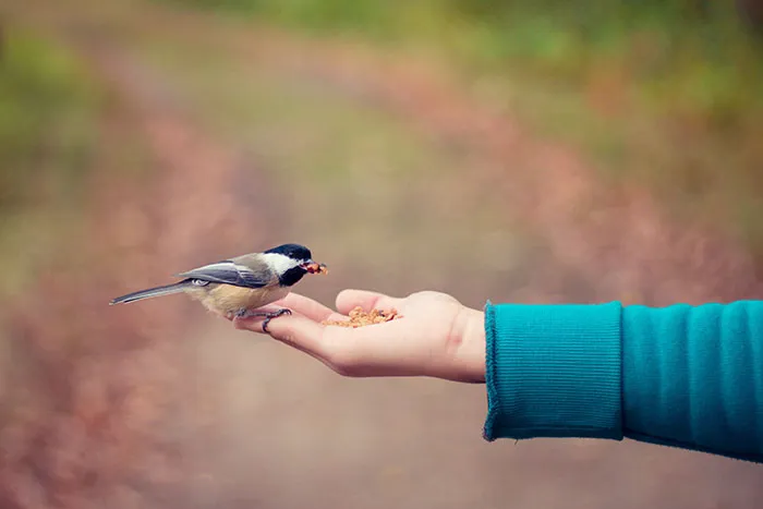 Person enjoying "me time" by feeding a small bird on an outstretched hand in a natural setting.