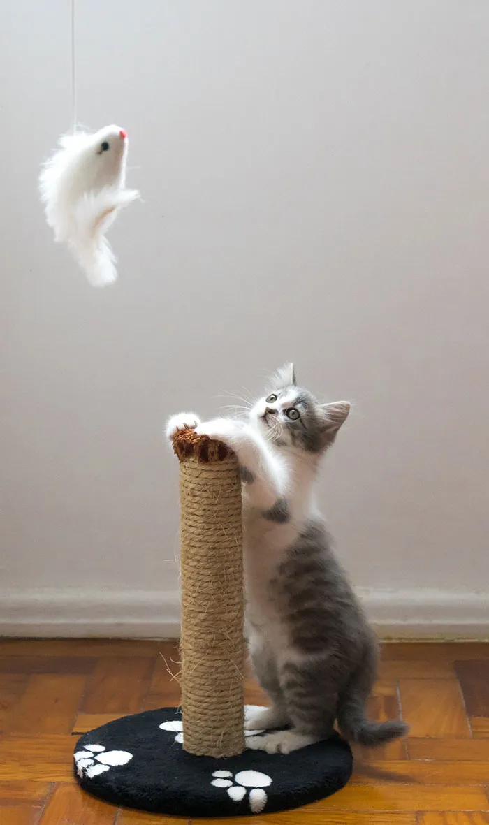 Cat enjoying solo play with a fake mouse toy, capturing “me time” in action.