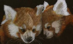 My Annual Drawings Against The Extinction Of Endangered Animals