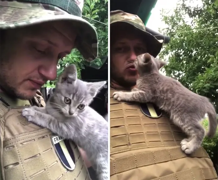 50 Photos Of Cats And Dogs Rescued By Ukrainian Soldiers, Shared By This Instagram Account