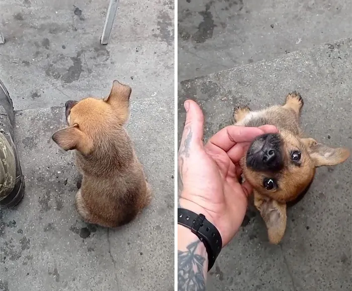 50 Photos Of Cats And Dogs Rescued By Ukrainian Soldiers, Shared By This Instagram Account