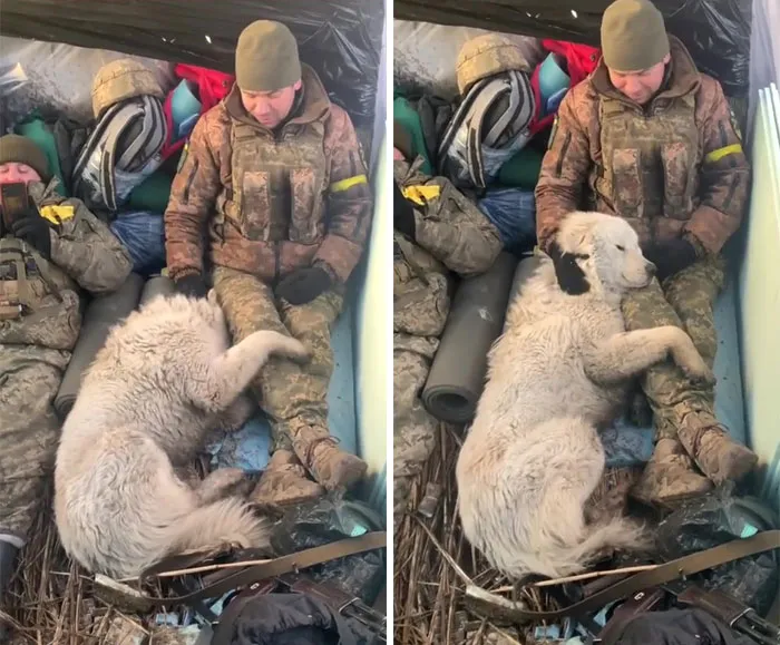 50 Photos Of Cats And Dogs Rescued By Ukrainian Soldiers, Shared By This Instagram Account