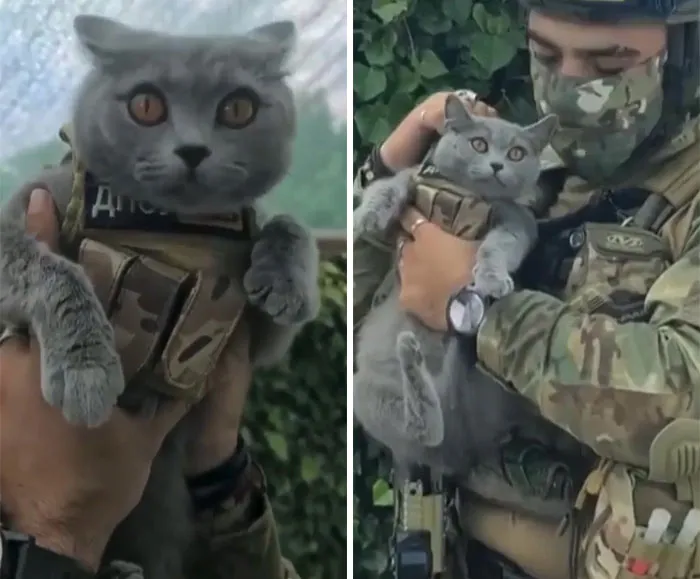 50 Photos Of Cats And Dogs Rescued By Ukrainian Soldiers, Shared By This Instagram Account