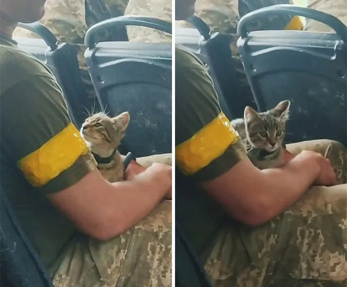 50 Photos Of Cats And Dogs Rescued By Ukrainian Soldiers, Shared By This Instagram Account