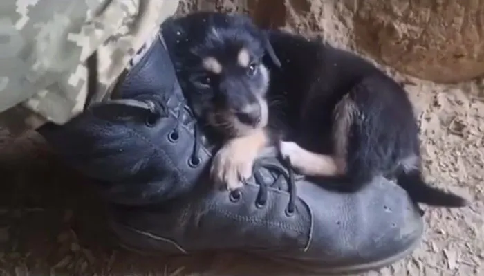 50 Photos Of Cats And Dogs Rescued By Ukrainian Soldiers, Shared By This Instagram Account