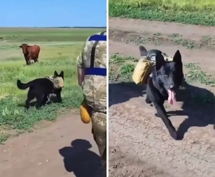 50 Photos Of Cats And Dogs Rescued By Ukrainian Soldiers, Shared By This Instagram Account