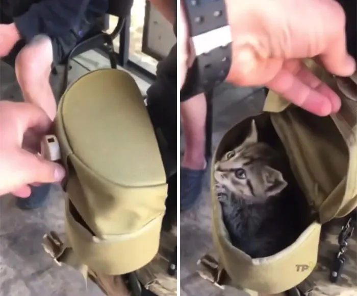 50 Photos Of Cats And Dogs Rescued By Ukrainian Soldiers, Shared By This Instagram Account