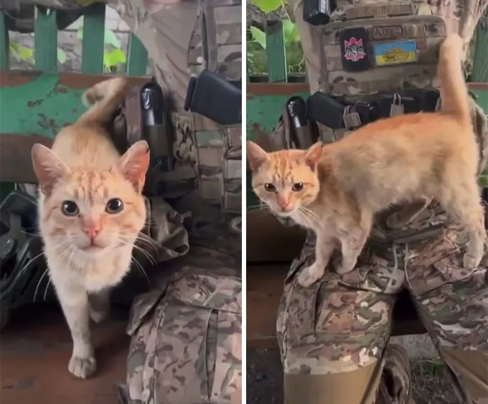 50 Photos Of Cats And Dogs Rescued By Ukrainian Soldiers, Shared By This Instagram Account