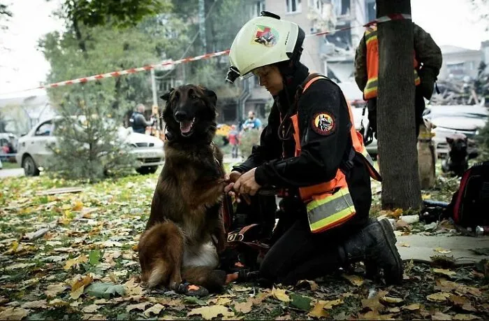50 Photos Of Cats And Dogs Rescued By Ukrainian Soldiers, Shared By This Instagram Account