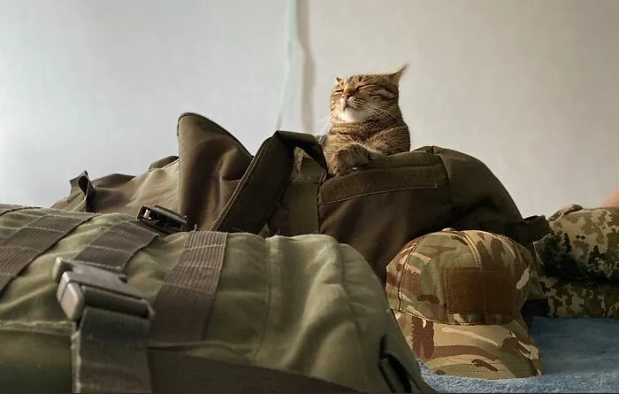 50 Photos Of Cats And Dogs Rescued By Ukrainian Soldiers, Shared By This Instagram Account