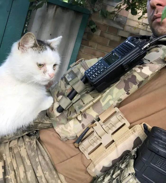 50 Photos Of Cats And Dogs Rescued By Ukrainian Soldiers, Shared By This Instagram Account