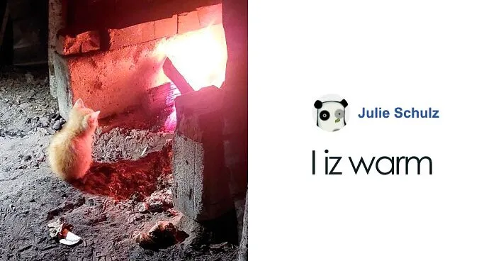 50 Photos Of Cats And Dogs Rescued By Ukrainian Soldiers, Shared By This Instagram Account