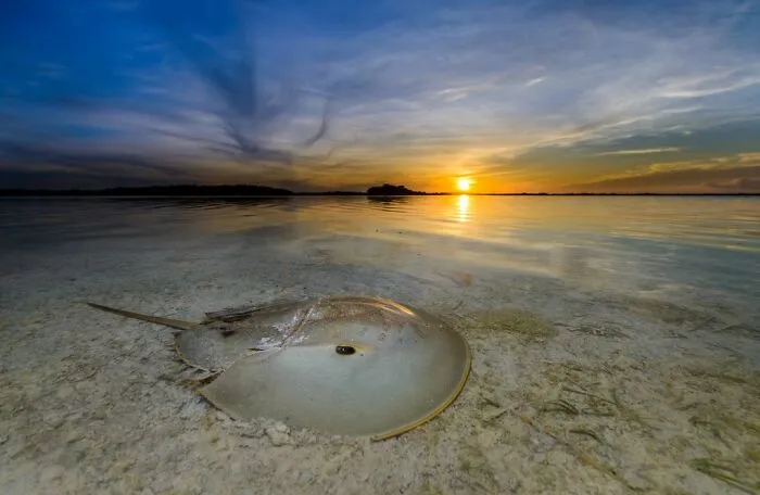 Living Fossil - Fernando Constantino Martinez Belmar, Mexico