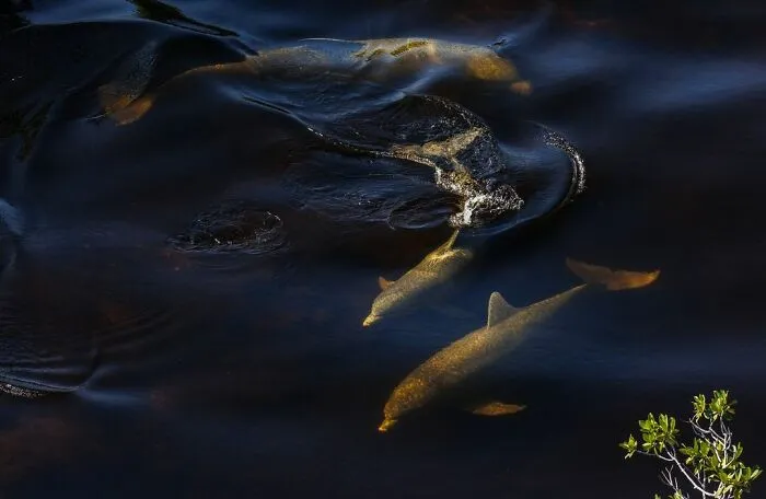 Foraging Bottlenose Dolphins - Mark Ian Cook, Us