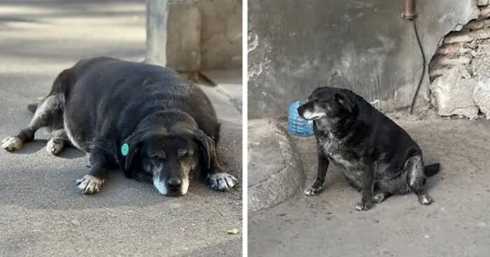 This Dog Is A Local Landmark In Tbilisi, Georgia With A Personal Google Maps Mark And Positive Reviews
