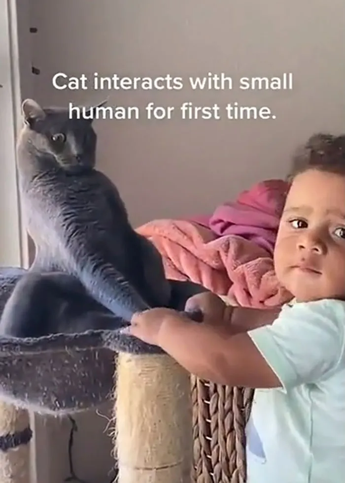 What. The. F... Is This. Cat Probably