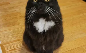 “What’s Wrong With Your Cat?”: 50 “Faulty” Cats That Can’t Stop Glitching (New Pics)