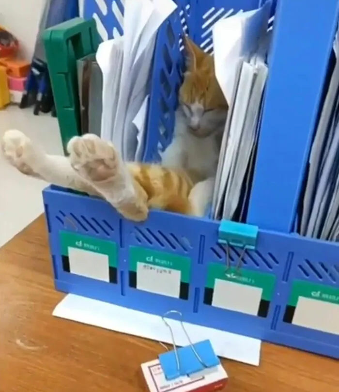 Do You File A Cat By Category?
