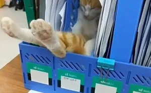 “What’s Wrong With Your Cat?”: 50 “Faulty” Cats That Can’t Stop Glitching (New Pics)