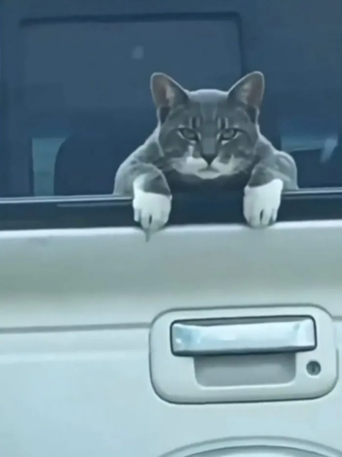 Kitty