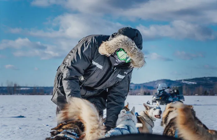 Person petting dogs while dogsledding 