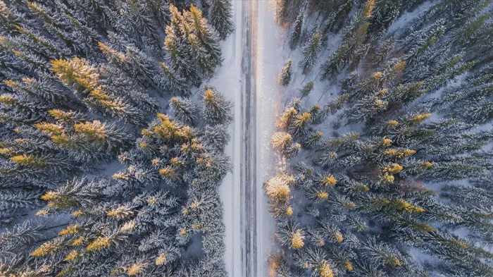 Go For A Walk In A Pine Forest