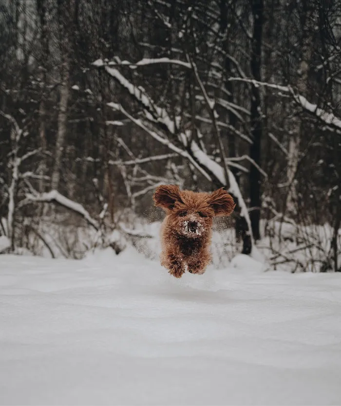 Take Pics Of Your Pet In The Snow