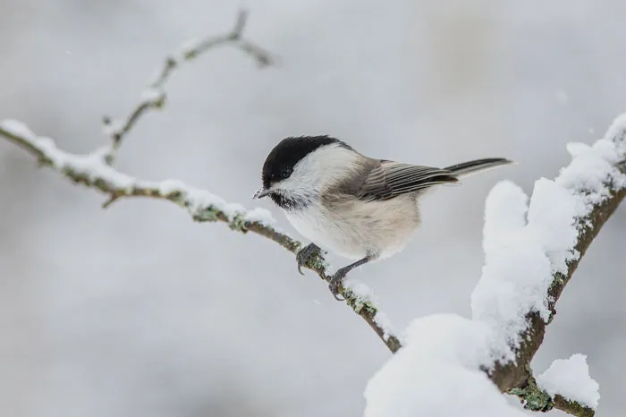 Go Birdwatching