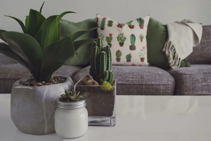 Multiple plants on a table in living room 
