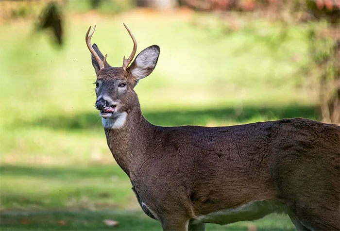 Debería salir en Natgeo
