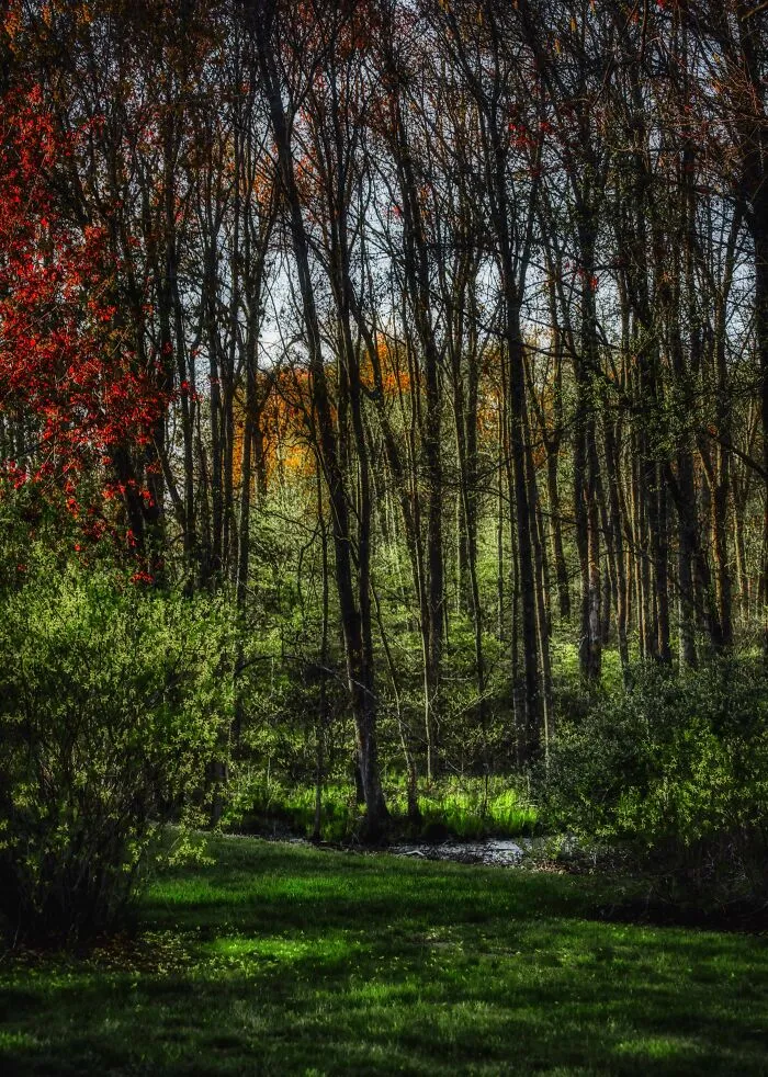 Just Taking A Walk In The Woods In Back Of Our House