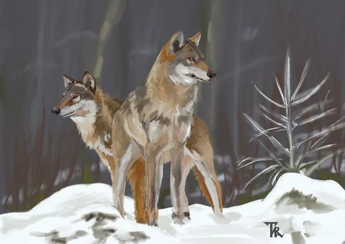 I Illustrated Animals In Their Natural Surroundings (19 Pics)
