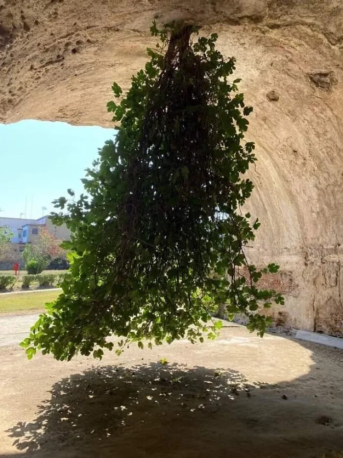 Higuera invertida en Bacoli, Italia