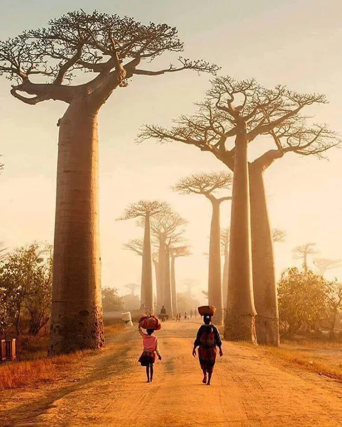 El paseo de los baobabs en Madagascar
