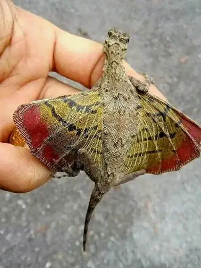 It Was Found In Southeast Asia And Is A Flying Lizard