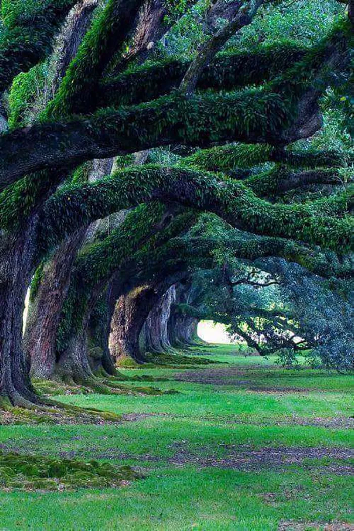 300 Year Old Oak Trees, Oak Alley Plantation, Louisiana