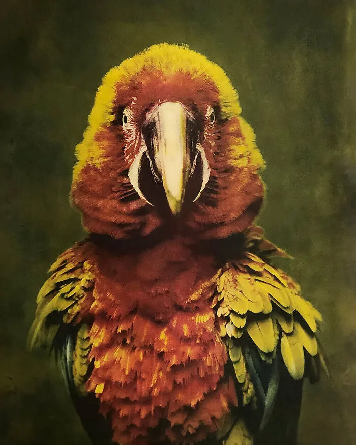 "Hybrid No.1" From The Series "Captive" By Christine Fitzgerald