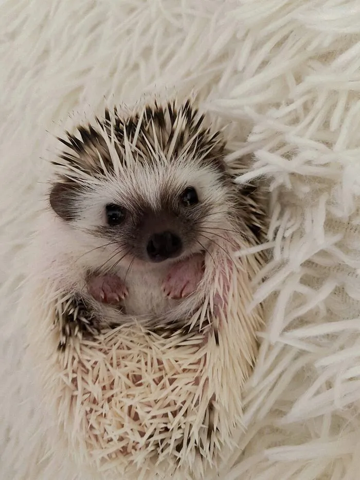 My Little Sunshine 🤍 Inst: Daisy_hedgehog_
