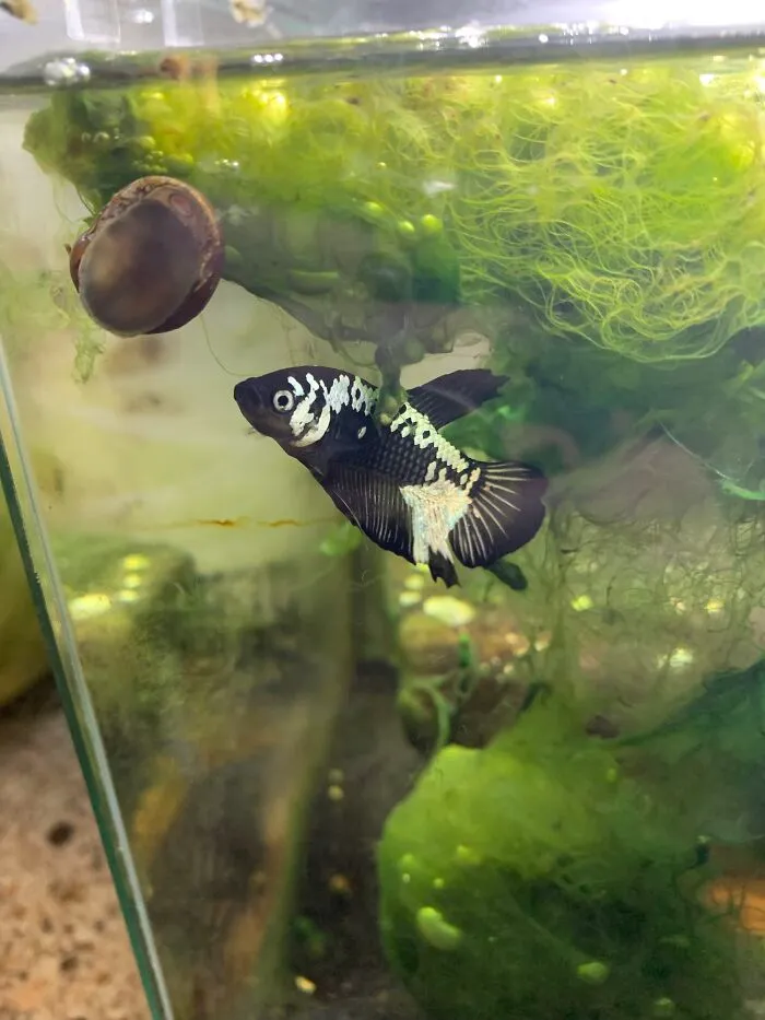 This Is Mochi. (Bonus Snail).  His Tank Is So Dirty Because He Gets Stressed If He Can’t Garden