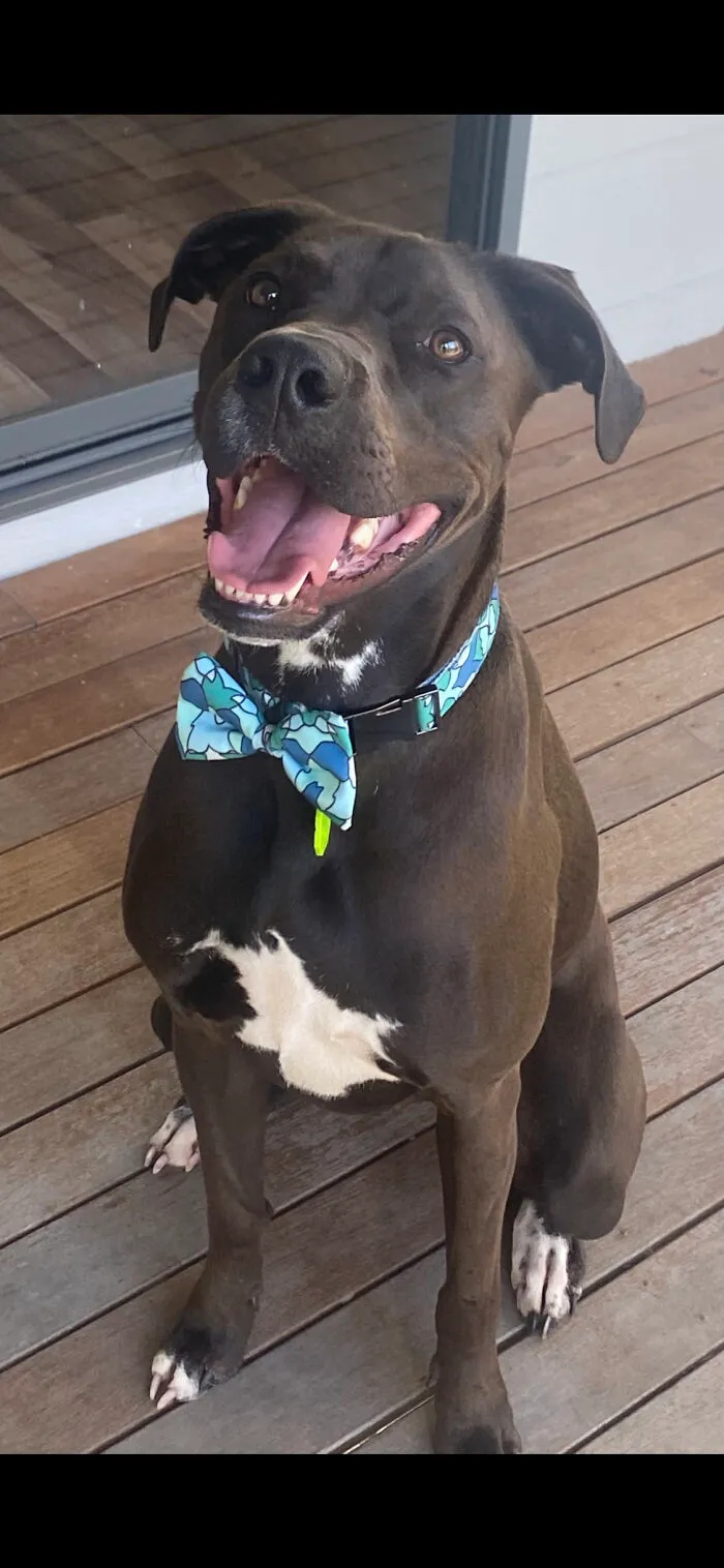 Hello I’m Rollie I Am Here For The Dog Food Tasting Job